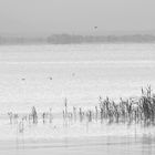 verträumter Blick über den See