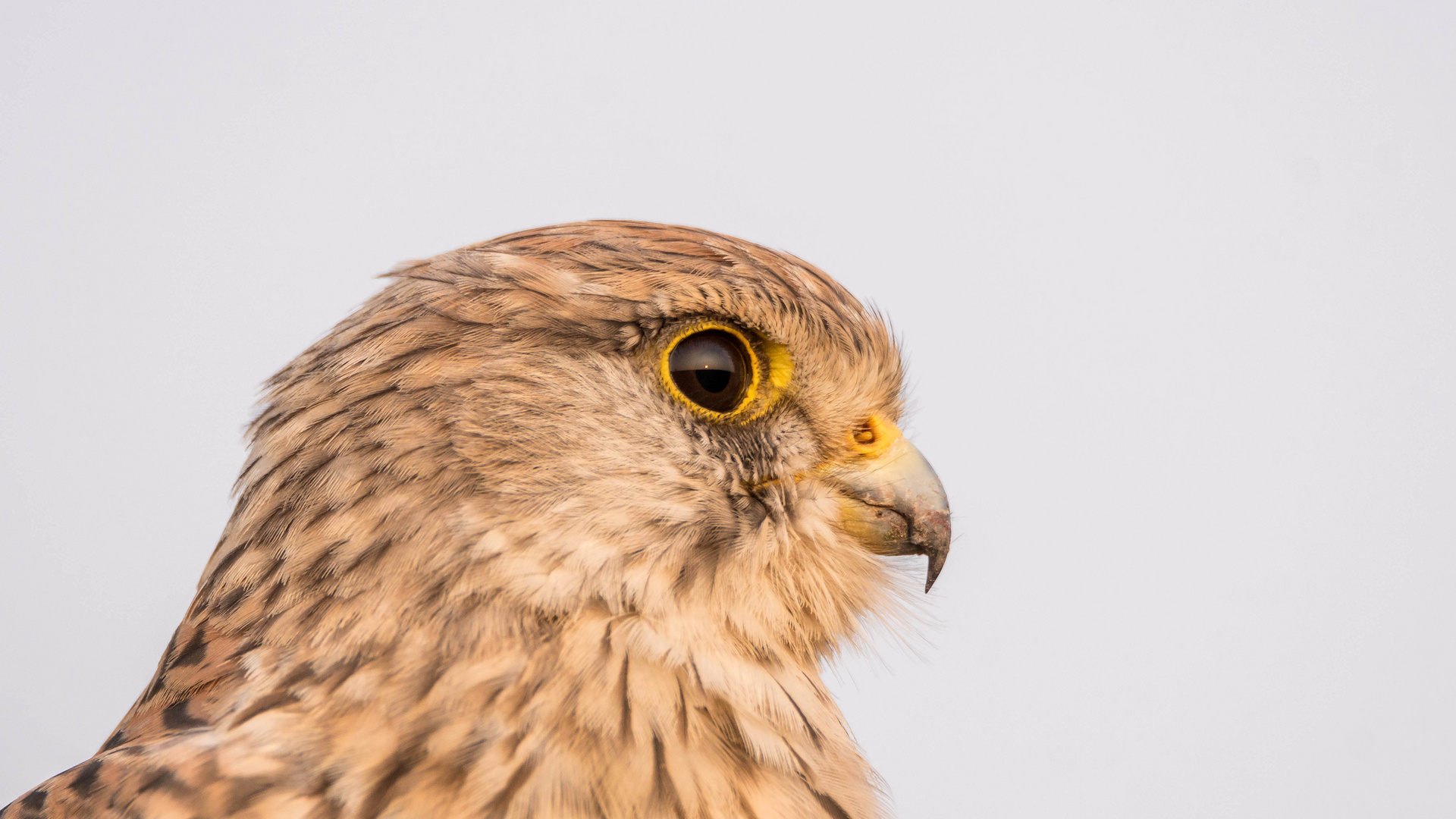 verträumter Blick zum Sonnenuntergang