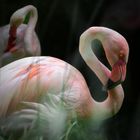 Verträumter Flamingo