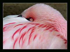 Verträumter Flamingo