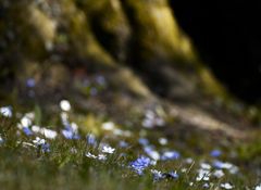 ... verträumter Frühling ...