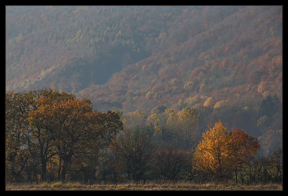 Verträumter Herbst am Kandel...