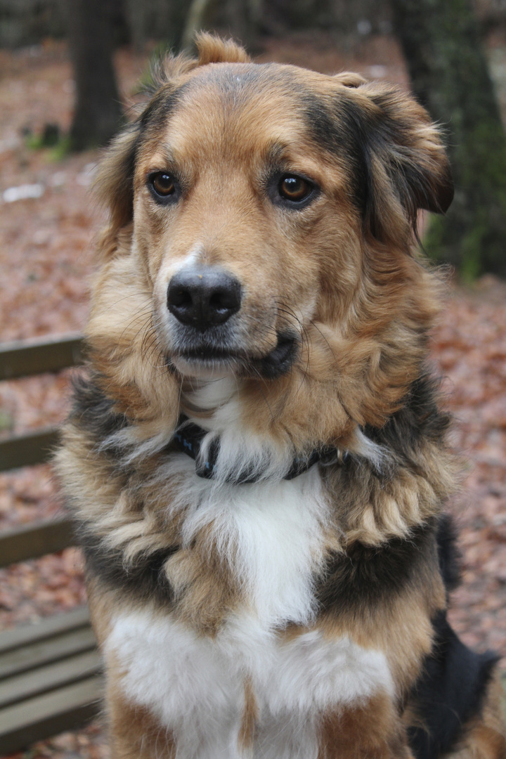 Verträumter Hund