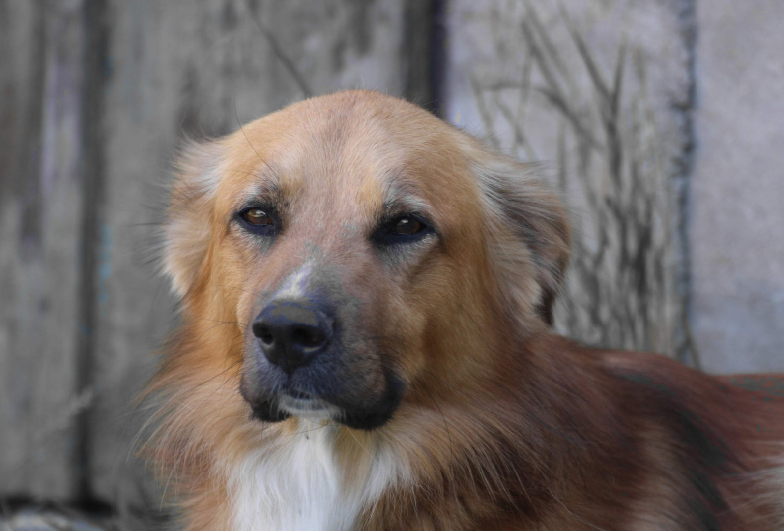 verträumter Hundeblick