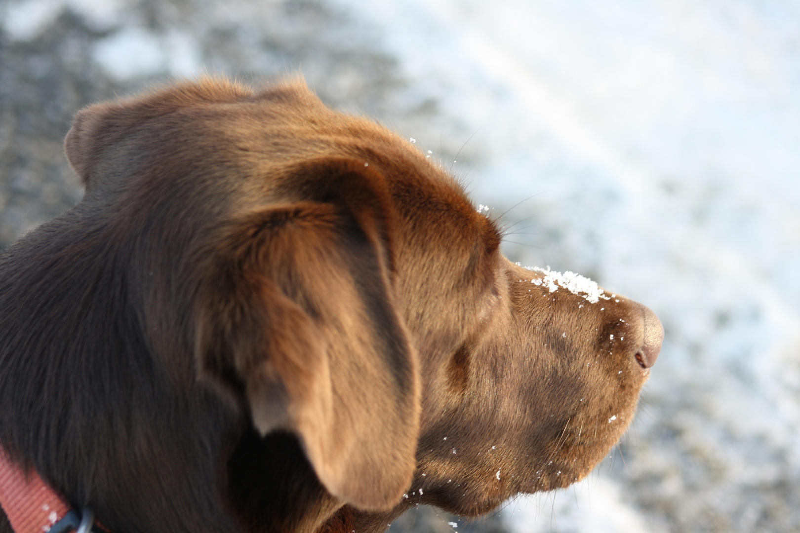 Verträumter Labrador