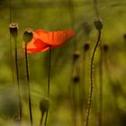 verträumter Mohn