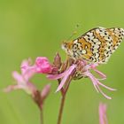 Verträumter Wegerich-Scheckenfalter (Melitaea cinxia)