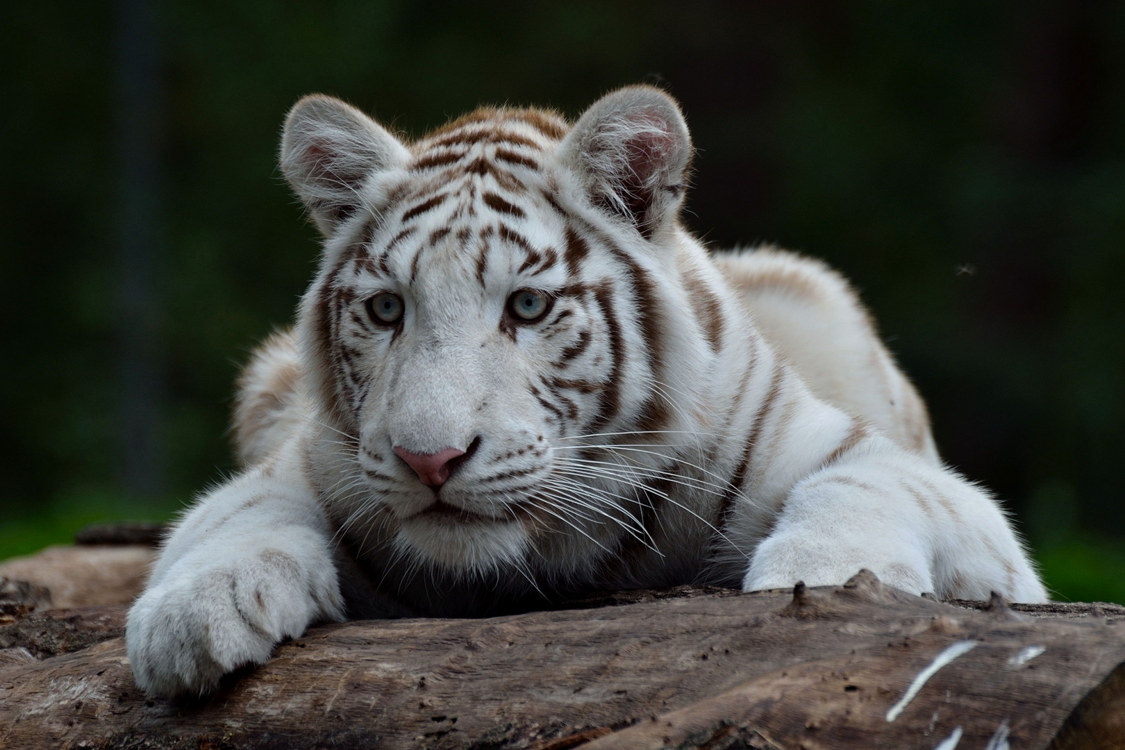 verträumter weißer Tiger