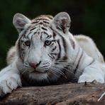 verträumter weißer Tiger