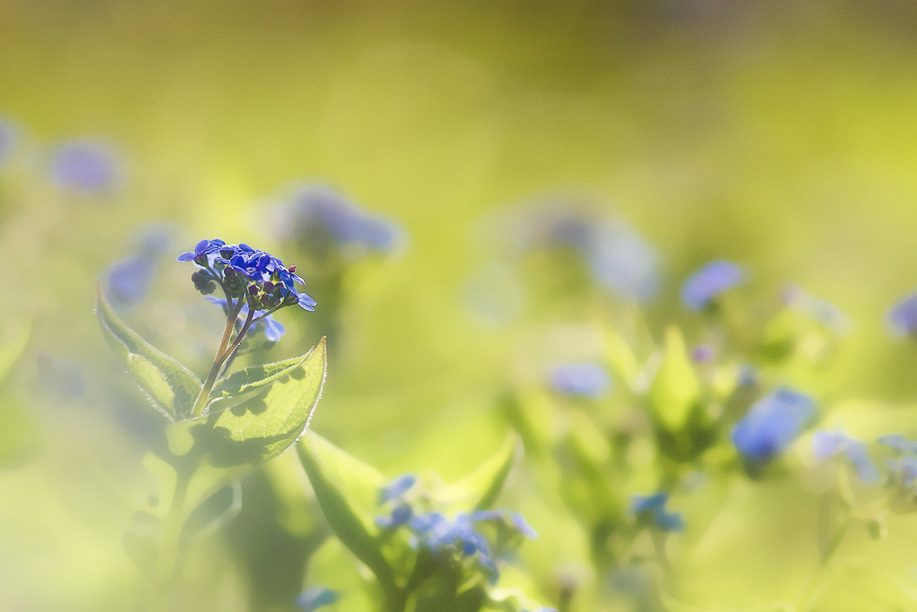 Verträumtes Bokeh