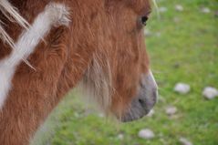 Verträumtes Pony / Wistful Pony