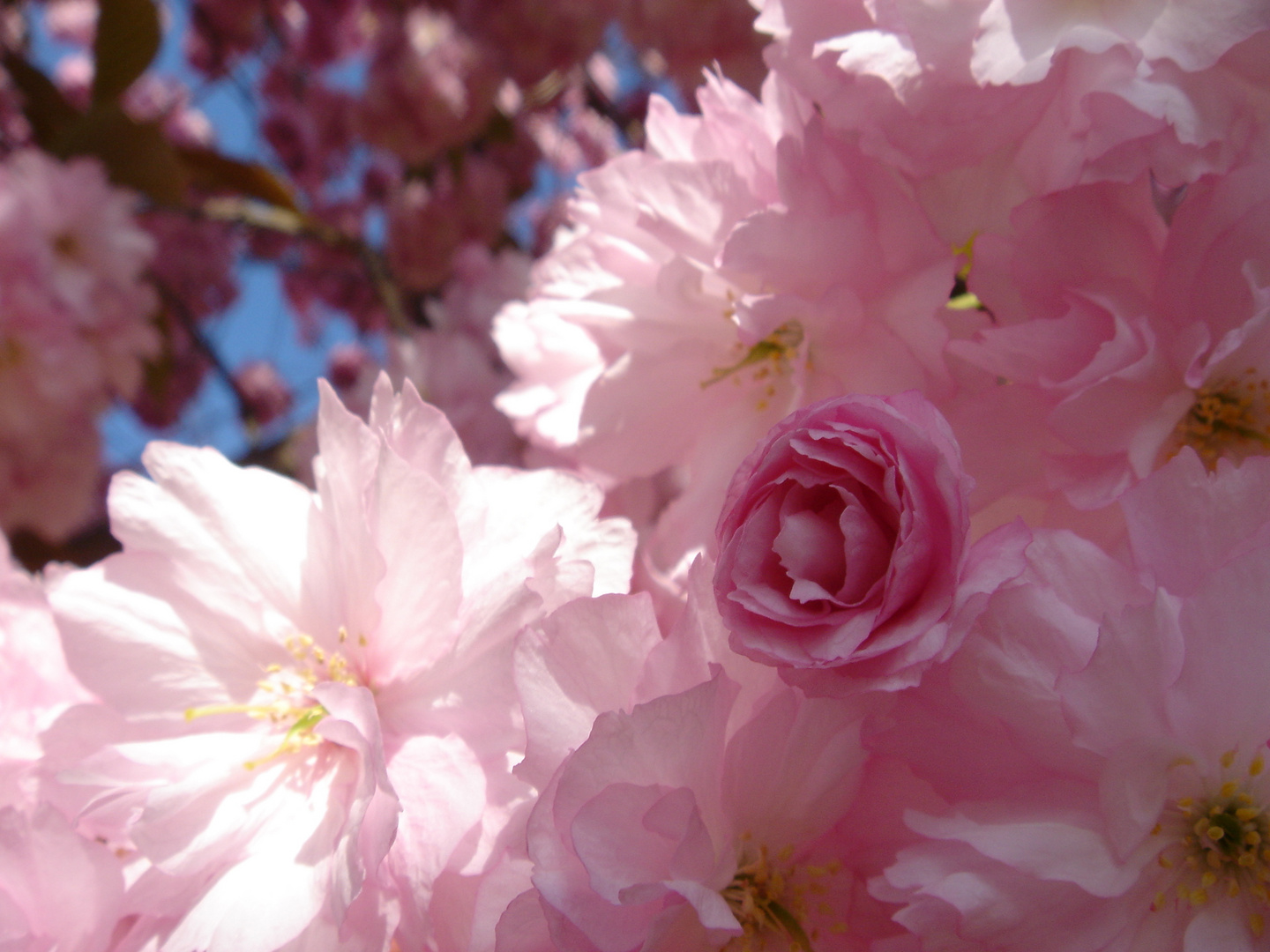 Verträumtes Rose (japan. Zierkische) II