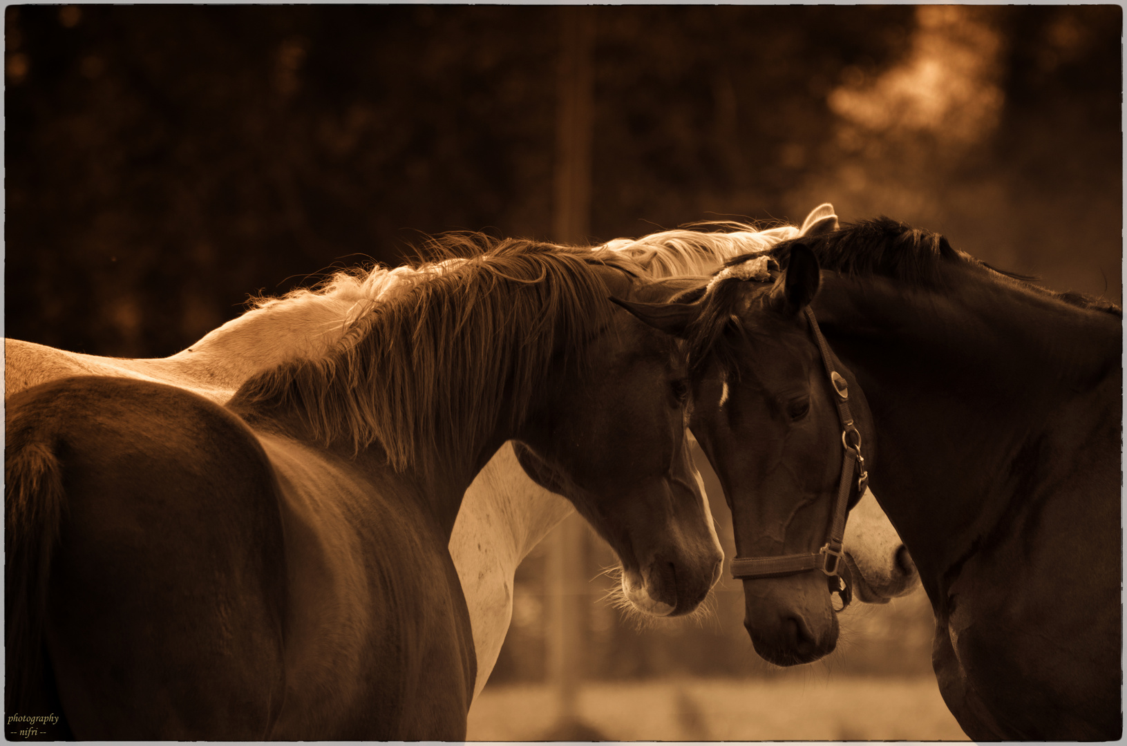 Vertrauen Foto & Bild | tiere, haustiere, pferde, esel, maultiere ...