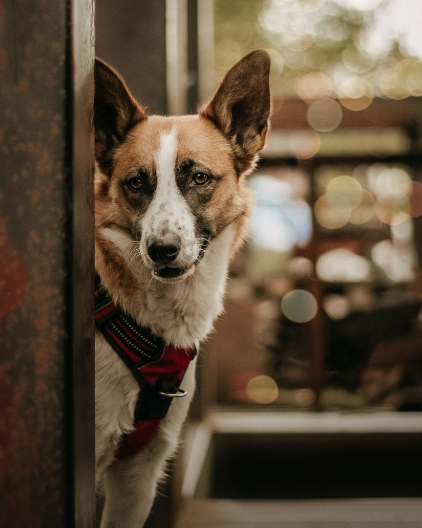 Vertrauen ist das wichtigste Gut von Hund und Mensch 