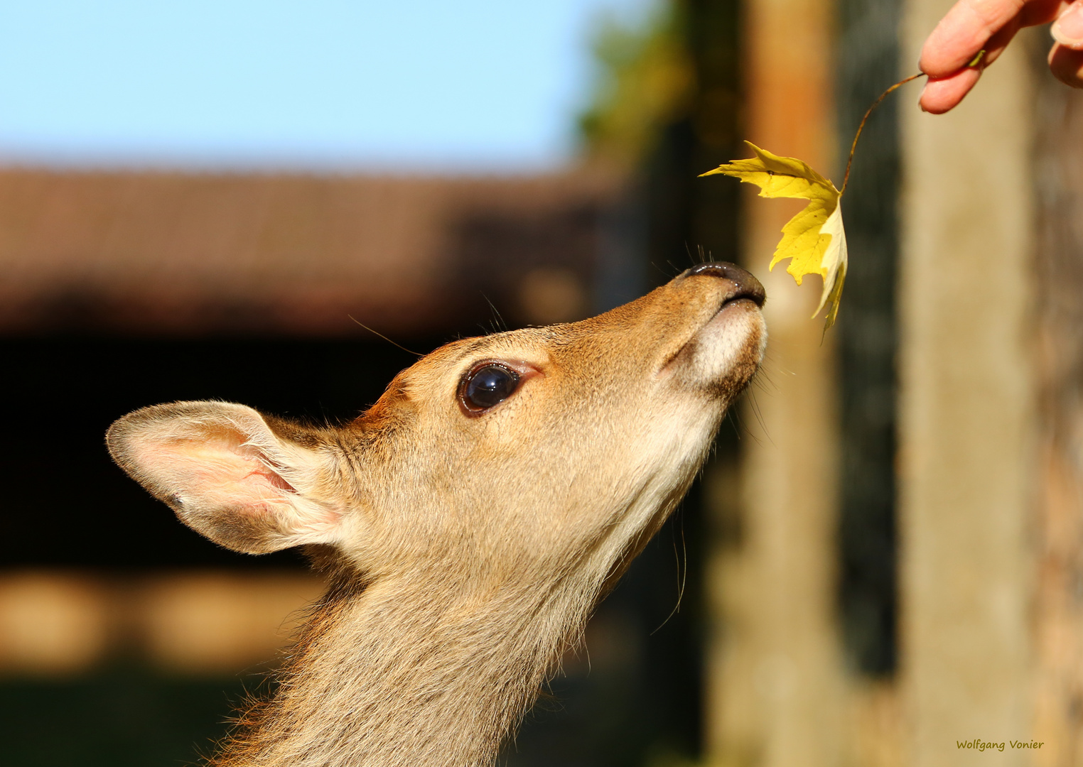 Vertrauen oder Hunger