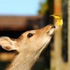 Vertrauen oder Hunger