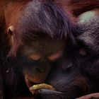 Vertrauen:: Schimpansen Mutter teilt Futter mit Ihrem Kind