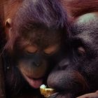Vertrauen Schimpansen-Mutter und Kind