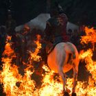 Vertrauen zwischen Pferd und Reiter