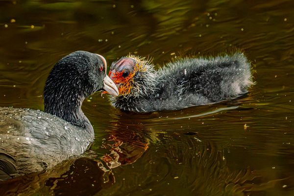 Vertrauensvolle Sicherheit, Blesshuhn mit Küken