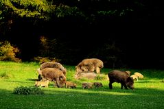 Vertraute Bachen mit ihren Frischlingen bei der Abendäsung