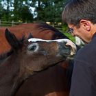 vertraute Begrüßung zwischen Ortwin Schneider und einem jungen Fohlen