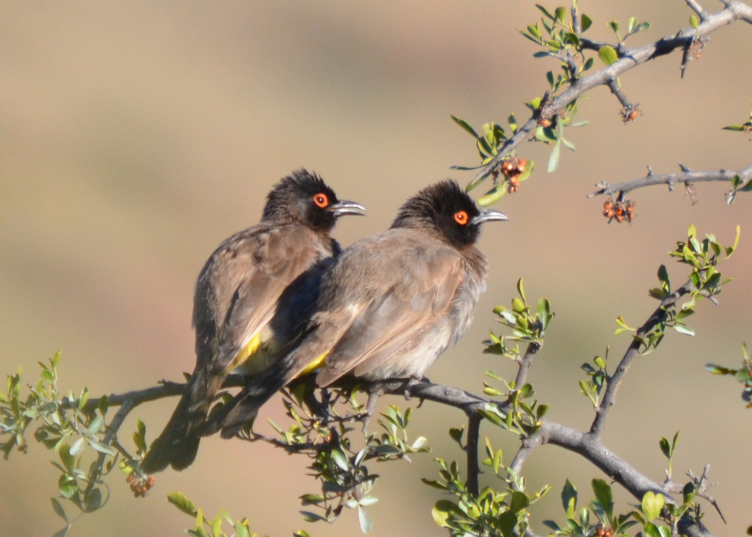 vertraute Zweisamkeit, Südafrika,Mountain Zebra NP,Maskenbülbül