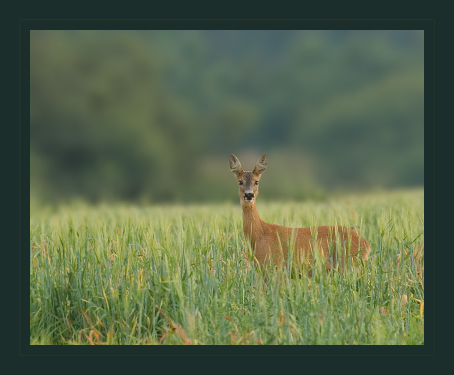 Vertrautes Gesicht