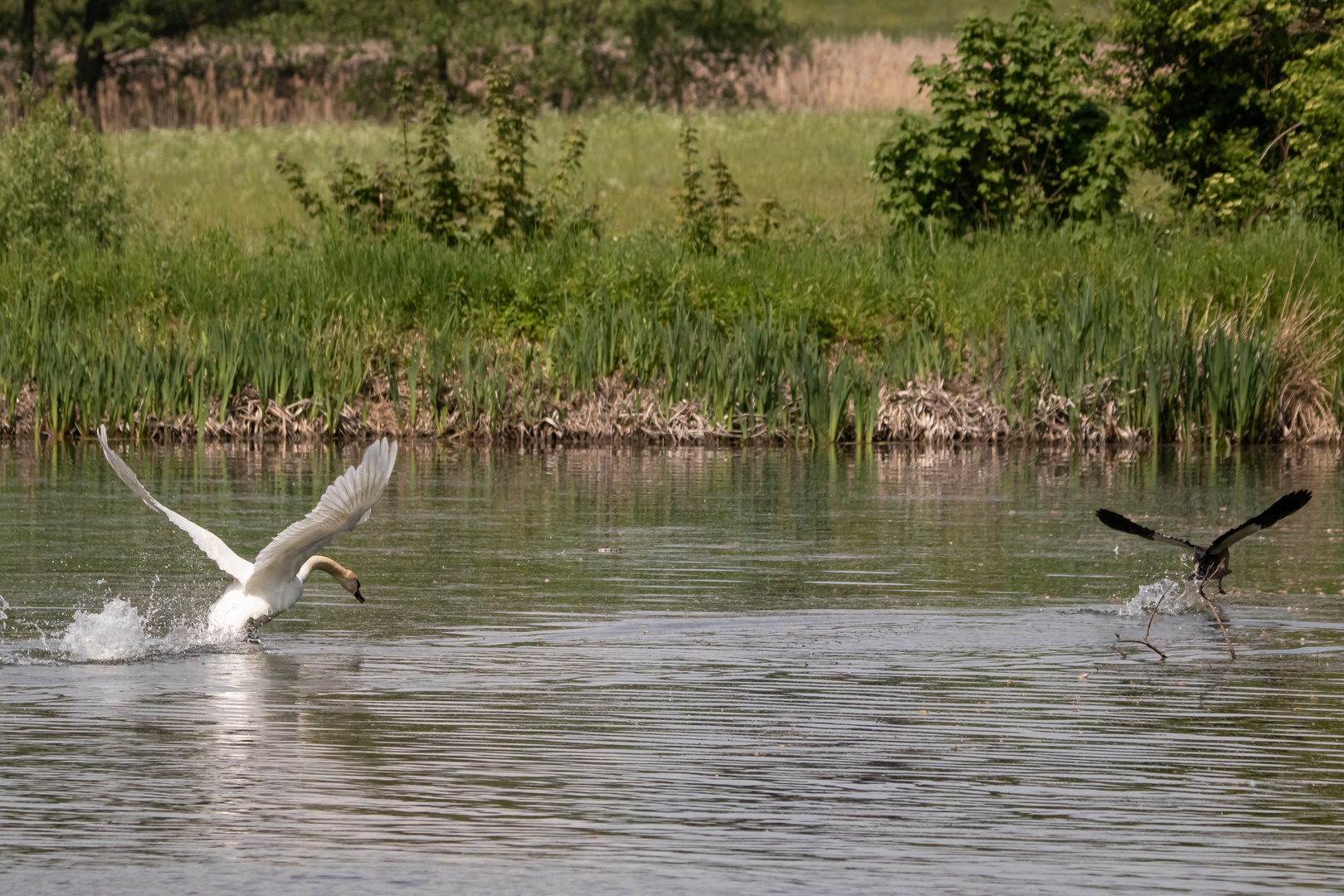 Vertreibung der Nilgänse