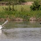 Vertreibung der Nilgänse