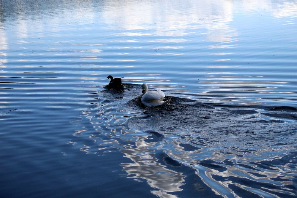 Vertreibung der Nilgans