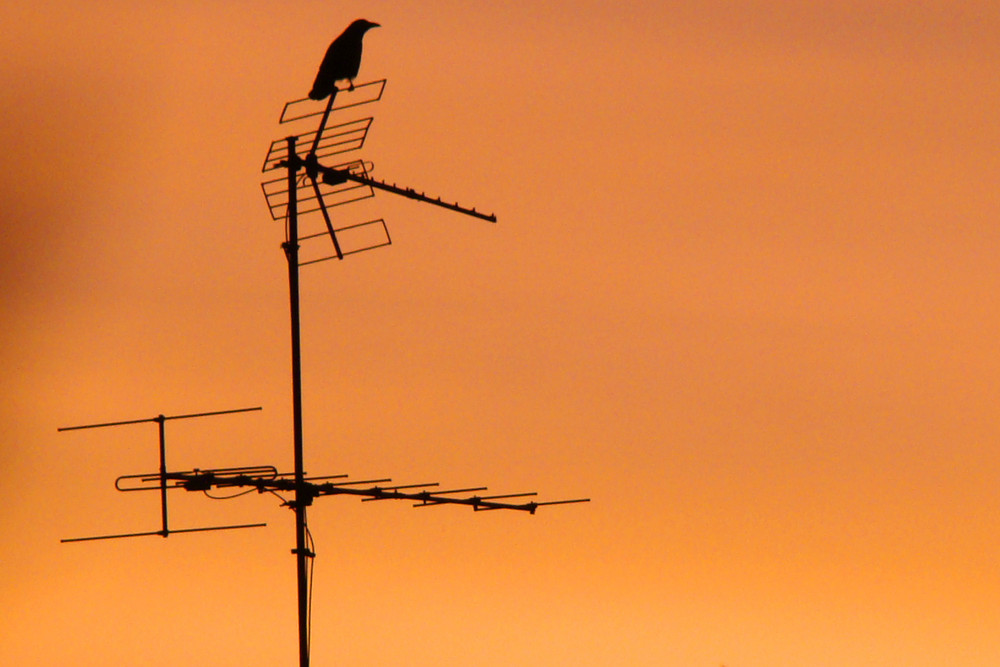 Vertretung für das morgendliche Lied der Amsel