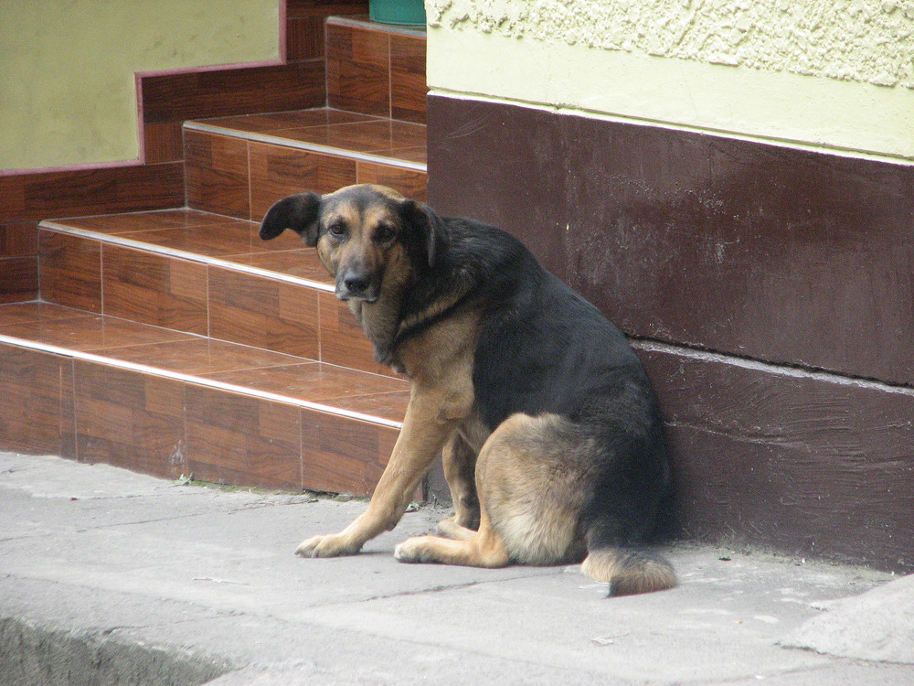 vertriebene Hund