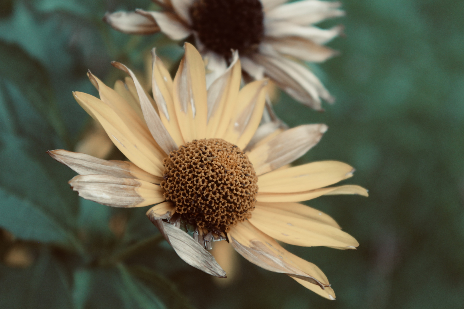 Vertrocknende Blüte