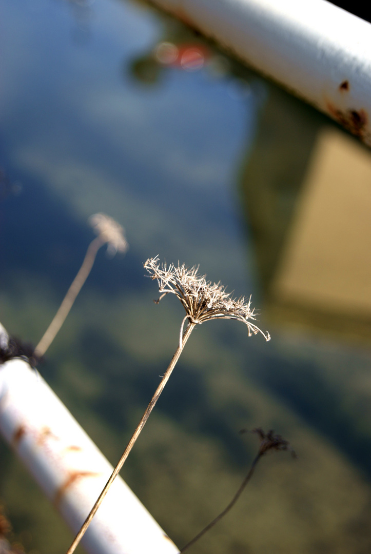 Vertrocknet am Wegesrand