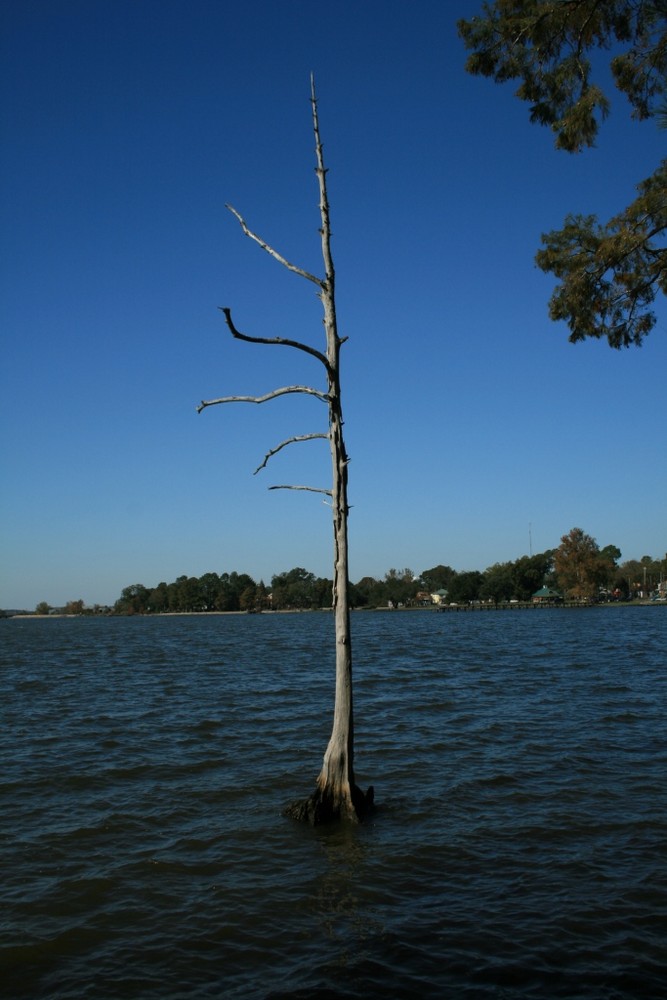 Vertrocknet im Wasser