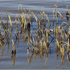 Vertrocknet im Wasser