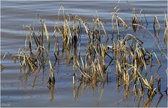 Vertrocknet im Wasser