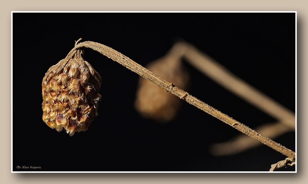 - vertrocknet und abgestorben -