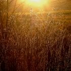 vertrocknet und doch schön in der Abendsonnne