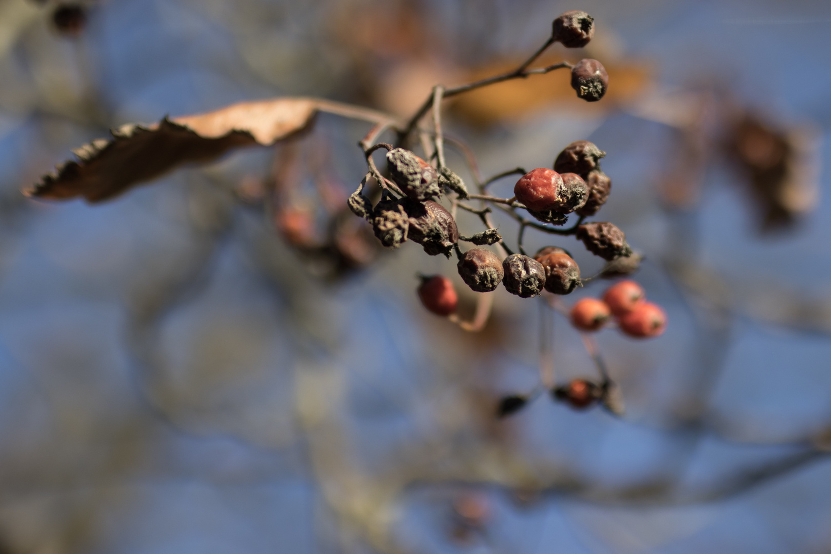 Vertrocknete Beeren