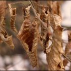 vertrocknete blätter im frühling