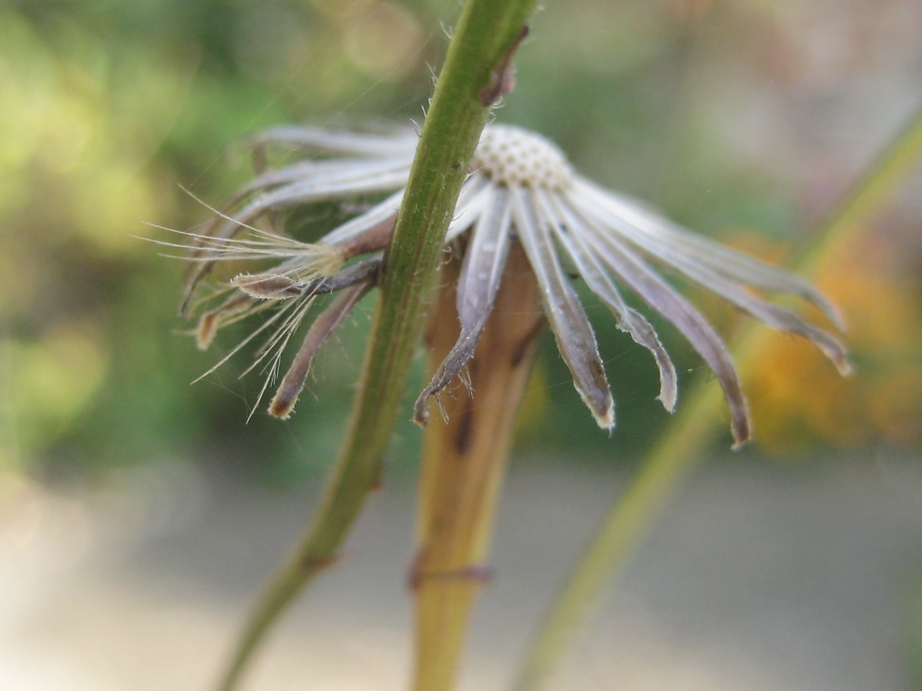 Vertrocknete Blüte