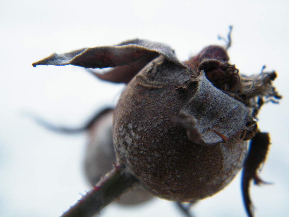 Vertrocknete Blüte