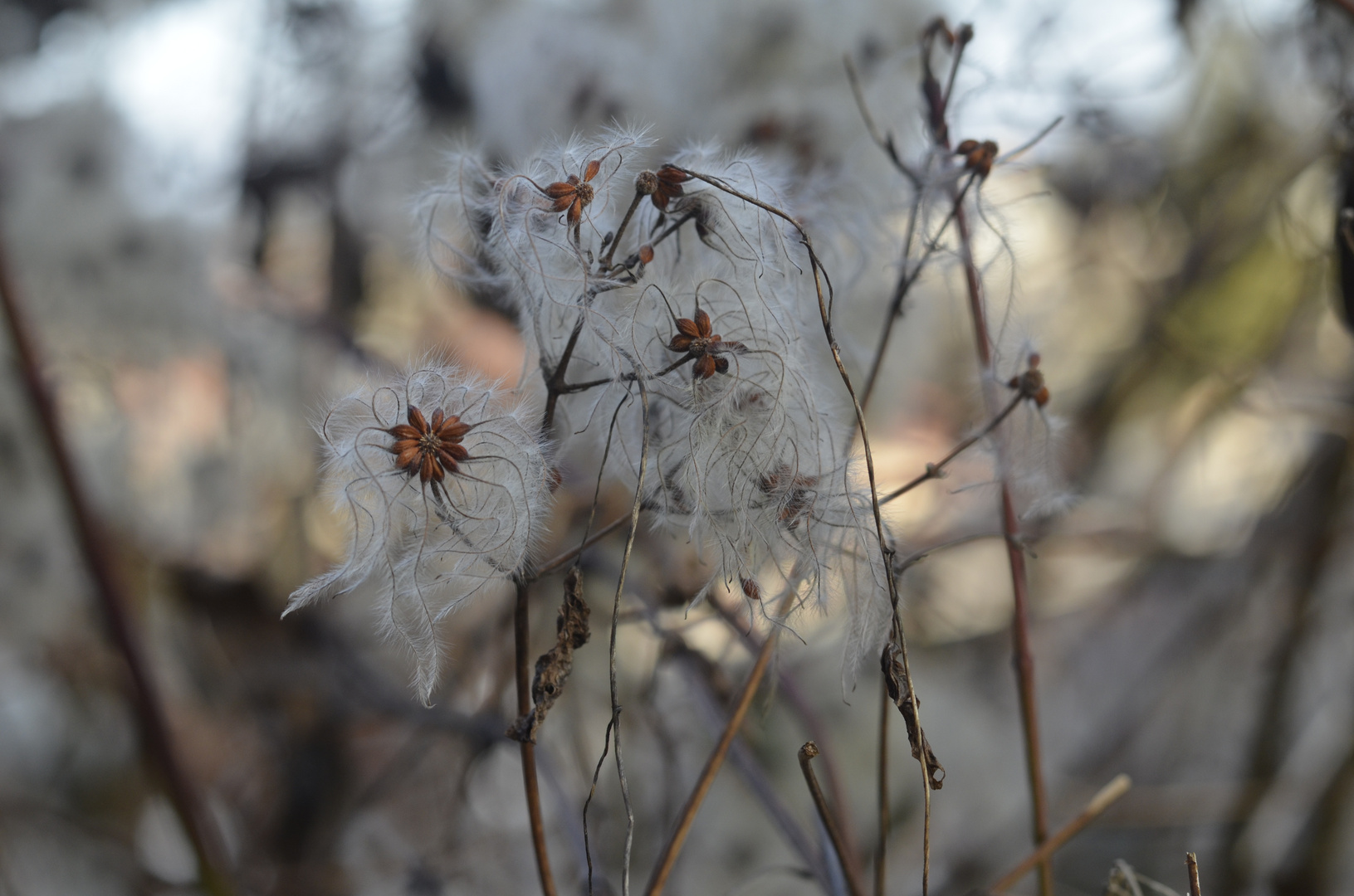 Vertrocknete Blüten