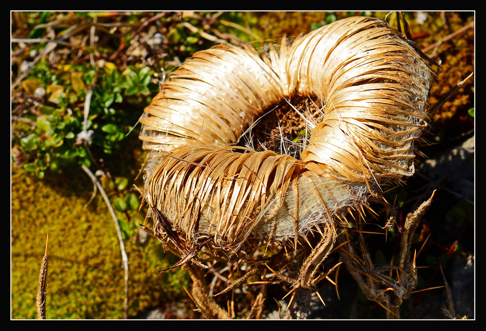 vertrocknete Distel