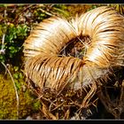 vertrocknete Distel