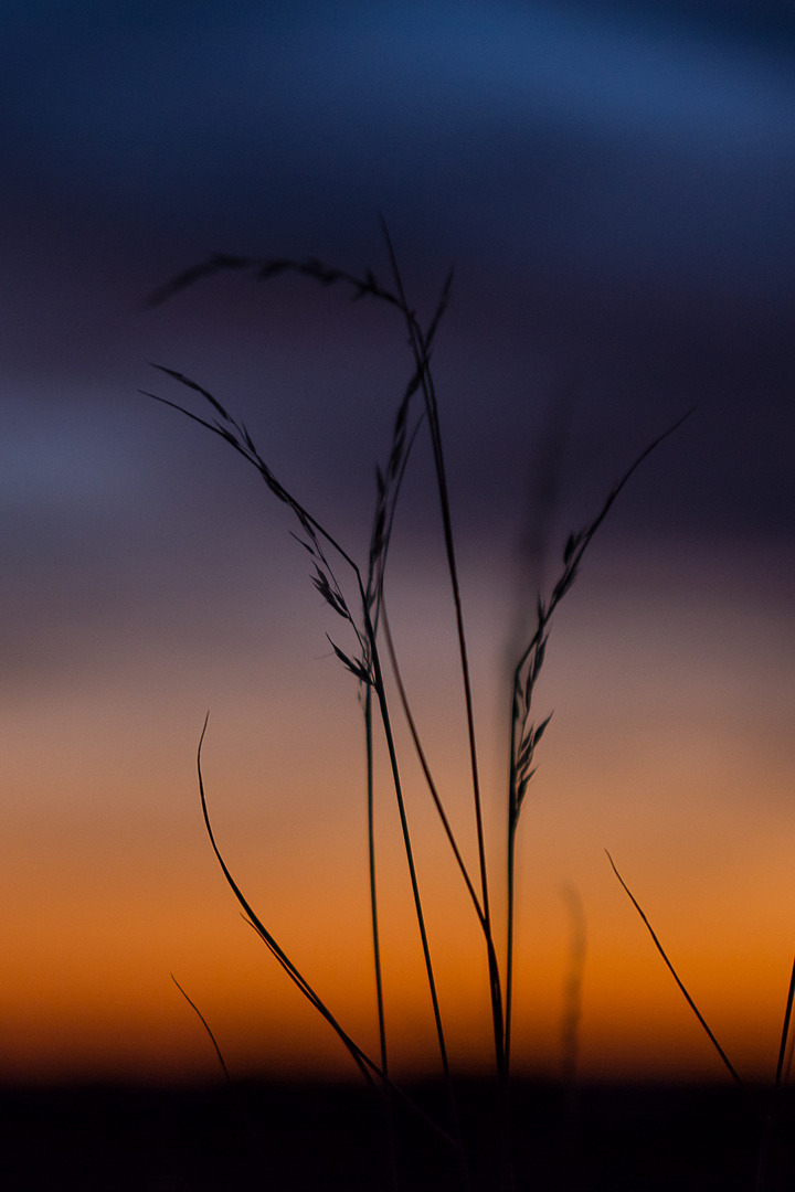 Vertrocknete Gräser im Sonnenuntergang