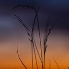 Vertrocknete Gräser im Sonnenuntergang