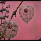 Vertrocknete Physalis - Halle/Saale.